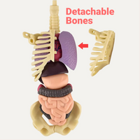 Toytoise Human Body Toy – Discover the Wonders of Anatomy Through Play!