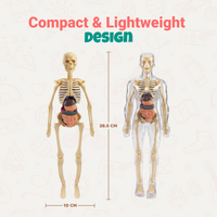 Toytoise Human Body Toy – Discover the Wonders of Anatomy Through Play!