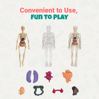 Toytoise Human Body Toy – Discover the Wonders of Anatomy Through Play!