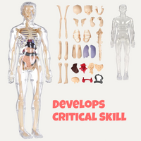 Toytoise Human Body Toy – Discover the Wonders of Anatomy Through Play!